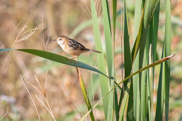 golden headed cisticola exilis bird, green leaves, single isolated close, nature natural environment habitat, Queensland Australia