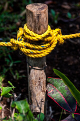 Yellow rope tied into knots to a wooden pole