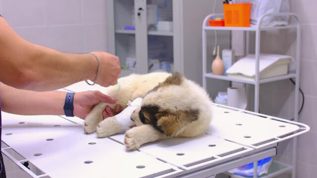 A veterinarian treats a dog in a veterinary clinic. The doctor injects an injection into the dog's paw.