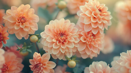 pink dahlia flower, peachy orange colors, bouquet, close up shot, soft vintage tones, aesthetic style