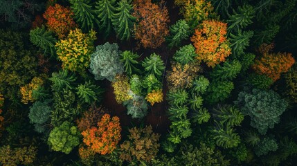 High-resolution shot of seasonal changes in a forest, capturing the gradual transformation of foliage from vibrant green to autumnal hues, representing the passage of time in nature