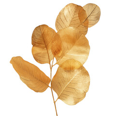 Gold eucalyptus twig with leaves