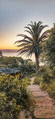 View of the sea between plants and trees, palm trees, with a staircase, on the hill in Palm Beach