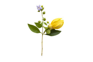 yellow flowers ylang ylang local flora arrangement flat lay postcard style 