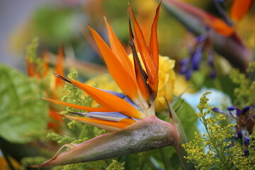 flor del paraiso