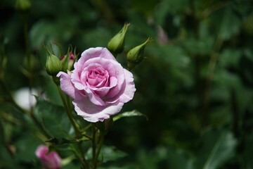 あしかがフラワーパークのバラ