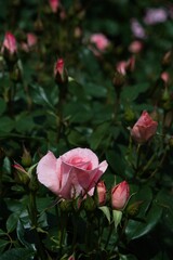 あしかがフラワーパークのバラ