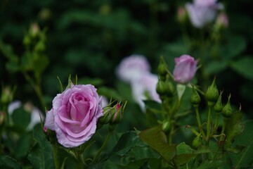 あしかがフラワーパークのバラ