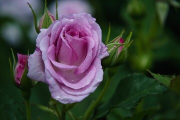 あしかがフラワーパークのバラ