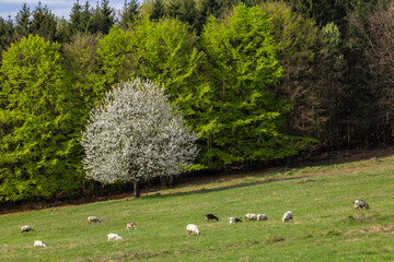 Sheep and goat herd in Polana mountains, Slovakia © Richard Semik