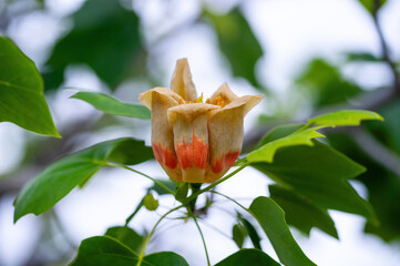 Macro shot of Tulip tree Liriodendron tulipifera