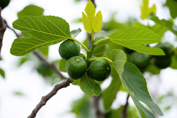 Branch of a fig tree Ficus carica with leaves and fruits in various stages of ripening
