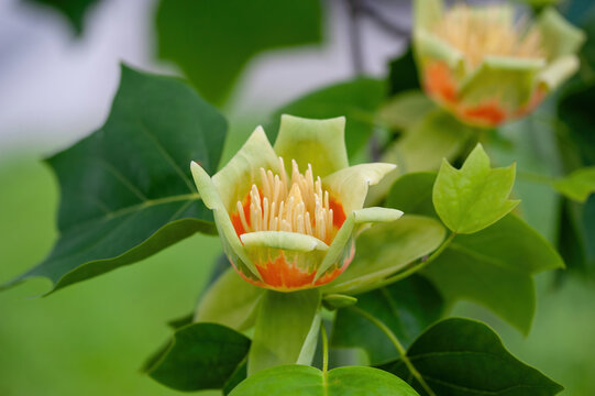 Macro shot of Tulip tree Liriodendron tulipifera