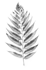 Silver fern leaf