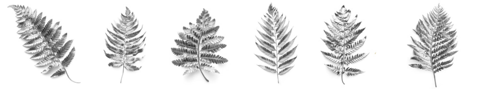 Set of silver fern leaves