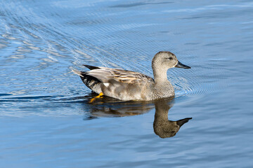 Männchen der Schnatterente im Schlichtkleid