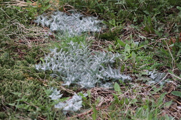 Common thistle, a popular weed in lawns