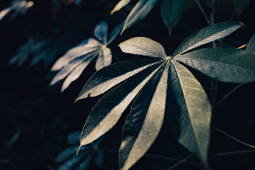 cassava leaves exposed to morning sunlight