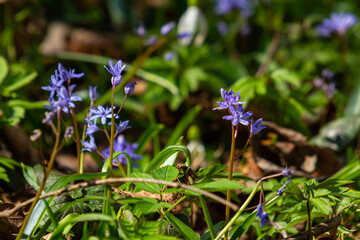Scilla bifolia, the alpine squill or two-leaf squill, is a herbaceous perennial plant of the family Asparagaceae. Art photo of the early flowering plant Scilla bifolia, the alpine squill