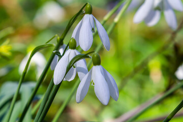 White snowdrop flowers. Galanthus blossoms illuminated by the sun in the green blurred background, early spring. Galanthus nivalis bulbous, perennial herbaceous plant in Amaryllidaceae family