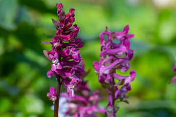 Corydalis blooms in spring in the wild in the forest