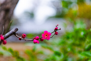 flowers in the spring