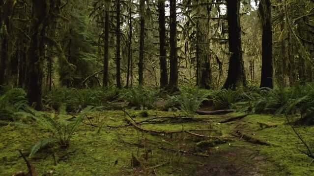 Ferns, Old-Growth Trees, Nurse Logs And Mossy Trees At Hoh Rainforest in Olympic National Park, Washington, USA. - forward shot