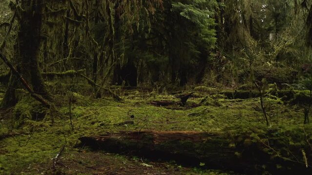 Hoh Rainforest With Nurse Log, Moss-covered Trees, and Ferns in Olympic National Park, Washington, USA. - dolly in shot