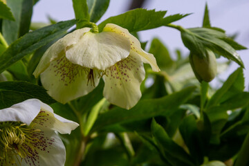 pure white and pink white Christmas Rose Helleborus Niger flowers close-up. early spring flowers. spring floral background - obrazy, fototapety, plakaty
