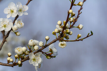 White plum blossom, beautiful white flowers of prunus tree in city garden, detailed macro close up plum branch. White plum flowers in bloom on branch, sweet smell with honey hints