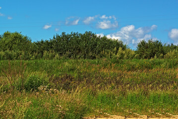 Obraz premium Green vegetation of central Russia. The photo was taken on a sunny day in early summer.