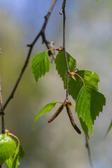 A birch branch with green leaves and earrings. Allergies due to spring blooms and pollen
