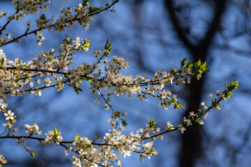 White plum blossom, beautiful white flowers of prunus tree in city garden, detailed macro close up plum branch. White plum flowers in bloom on branch, sweet smell with honey hints