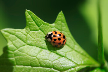 Red ladybug sitting on green leaf