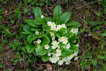 Gorgeous Primula flower captured in photograph