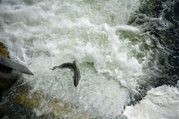 Canadian salmons swimming upstream and jumping out from the river against strong current