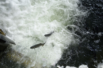 Canadian salmons swimming upstream and jumping out from the river against strong current