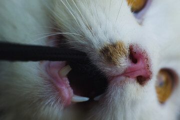 A cat that pulls a rope with its teeth