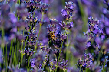 Bee on lavender flowers, Lavender and medicinal plant fields near Sale San Giovanni, in Piedmont....