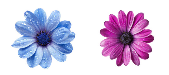 Set of Dewy Flowers Blue and Purple on Transparent Background