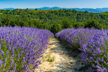 Lavender and medicinal plant fields  near Sale San Giovanni, in Piedmont. A place known as the Italian Provence, for the numerous farms that produce lavender and medicinal plants.