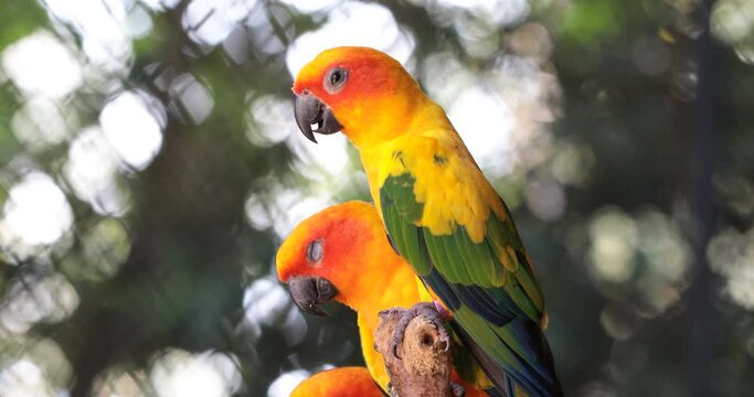 yellow and green parrot ,sunconure