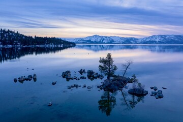 Lone tree on rocks at sunset on a calm Lake Tahoe. In the background os a forest and mountains...