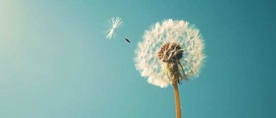 A single dandelion seed floating against a clear blue sky