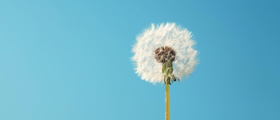 A single dandelion seed floating against a clear blue sky