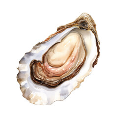 Oyster Isolated Detailed Watercolor Hand Drawn Painting Illustration