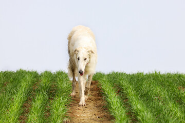 White Russian greyhound runs along a path, through a spring field of young wheat, during a walk.