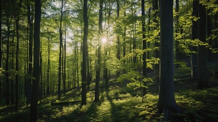 Naklejka premium Serene Forest Sunrise with Lush Green Trees and Sunbeams. World Environment Day