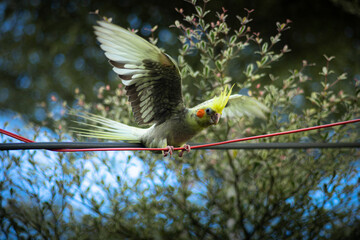 yellow spots on the ventral surface of the primary flight feathers of their wings,Nymphicus hollandicus  a grey coloured crest and face