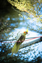 Cockatiel Nymphicus is only evident after the first moulting,  Cockatiel Nymphicus typically occurring about six to nine months after hatching: